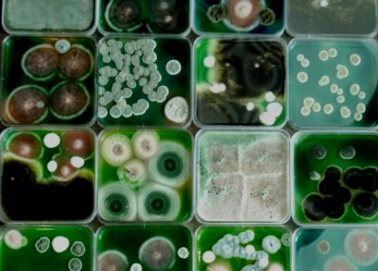 Fiera della Scienza di Google 2015