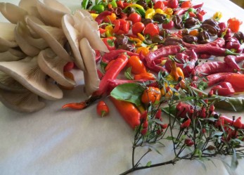 La raccolta di frutta e verdura