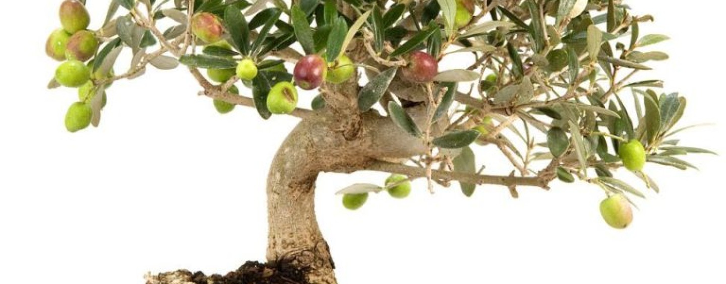 Incentivi per le piccole e medie imprese olivicole dalla Camera di commercio di Brescia