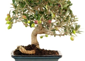 Incentivi per le piccole e medie imprese olivicole dalla Camera di commercio di Brescia