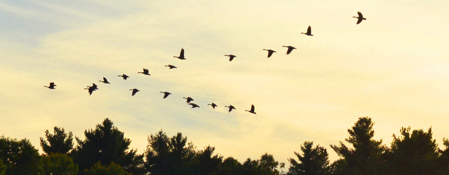Premio della Società Civile del Comitato Europeo Economico e Sociale
