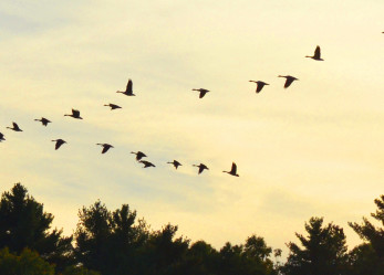 Premio della Società Civile del Comitato Europeo Economico e Sociale