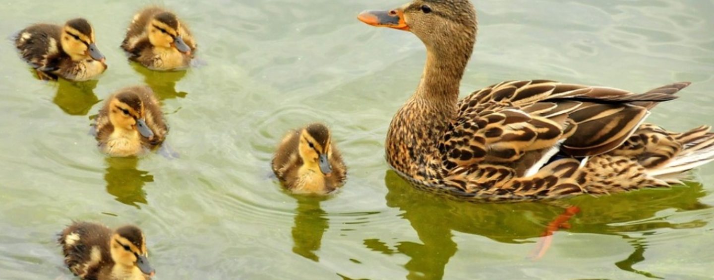 Etologo, l’appassionato osservatore degli animali