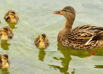 Etologo, l’appassionato osservatore degli animali