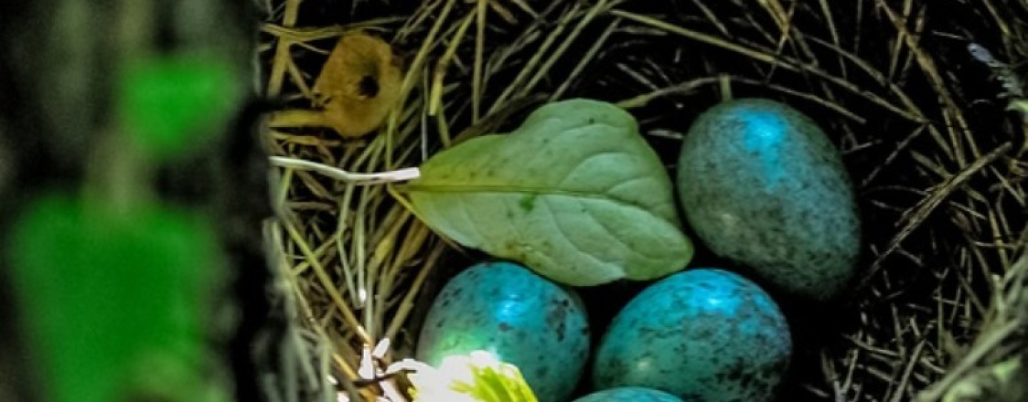 Il comune di Brescia cerca 4 educatori di asilo nido