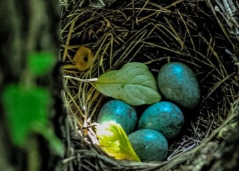 Il comune di Brescia cerca 4 educatori di asilo nido