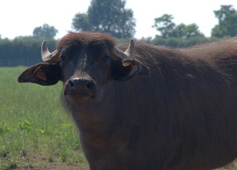 Bufale scientifiche? No, grazie!