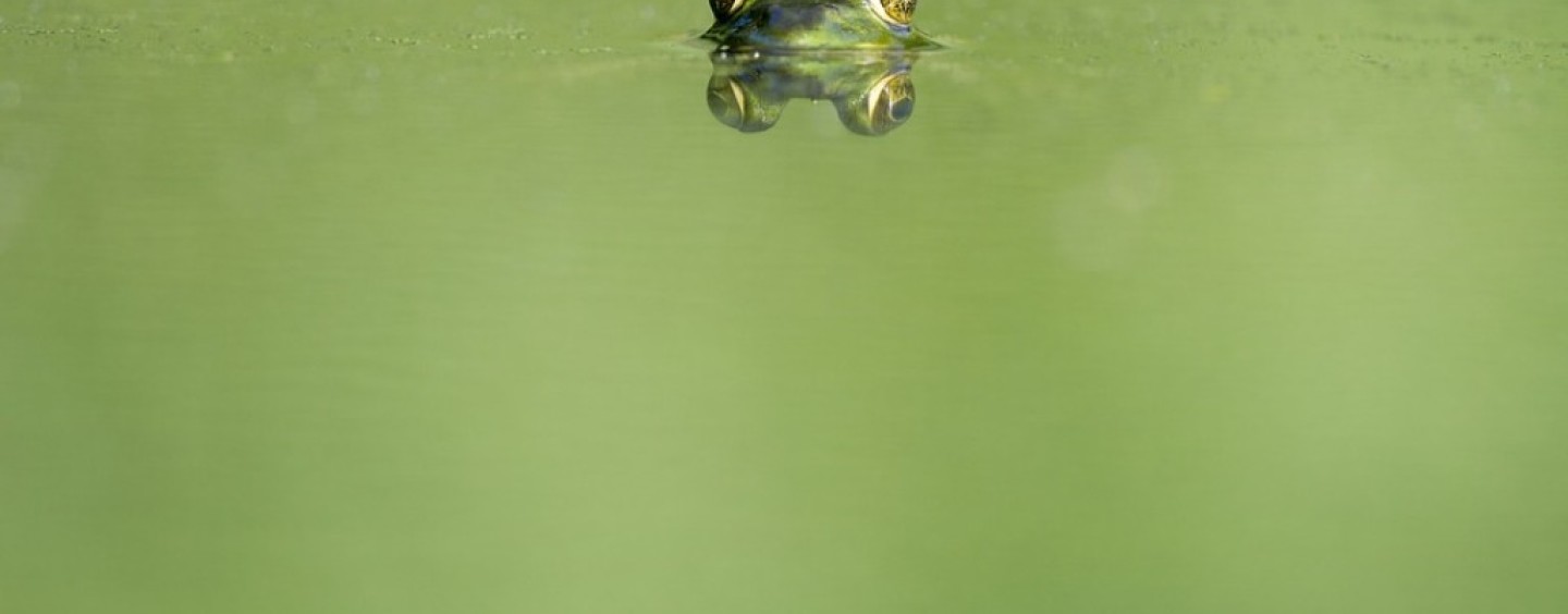 Un premio per la tua tesi ecologista