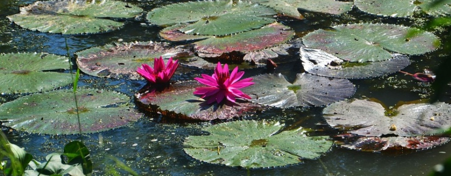 Opportunità di lavoro stagionale nei parchi acquatici