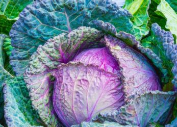 Progetta una migliore sostenibilità alimentare e partecipa al BCFN YES! 2017 di Barilla