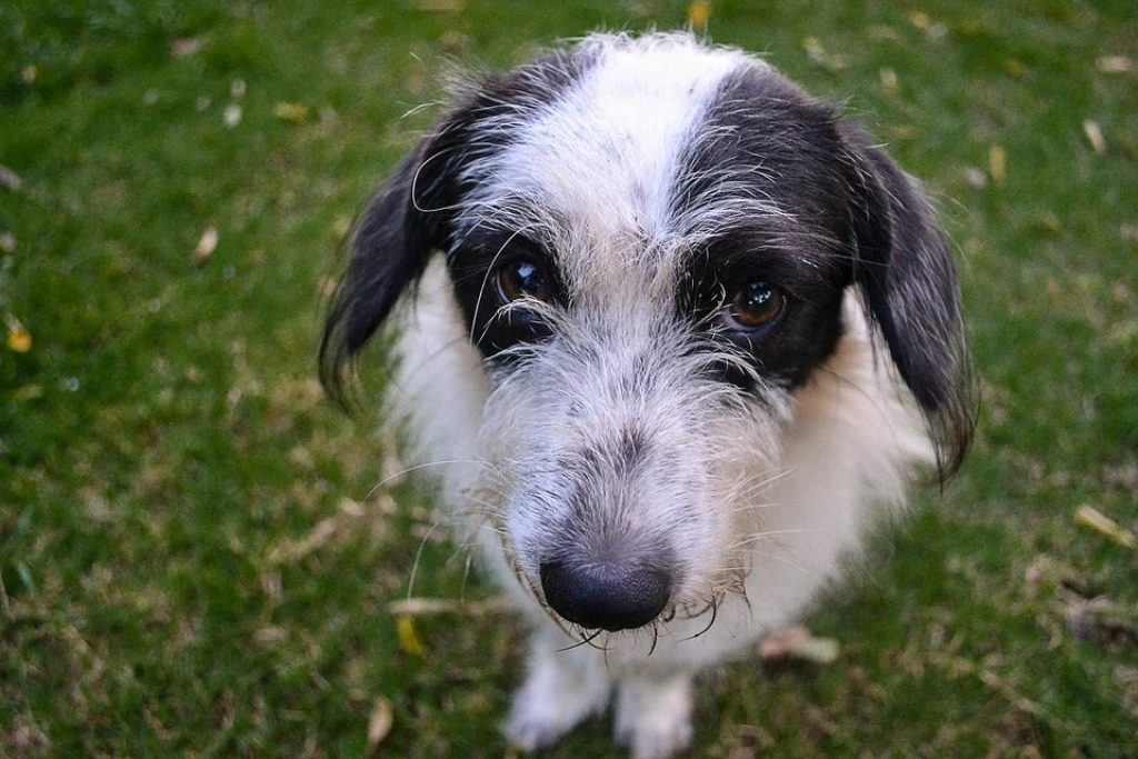 Cane seduto. Come diventare educatore cinofilo