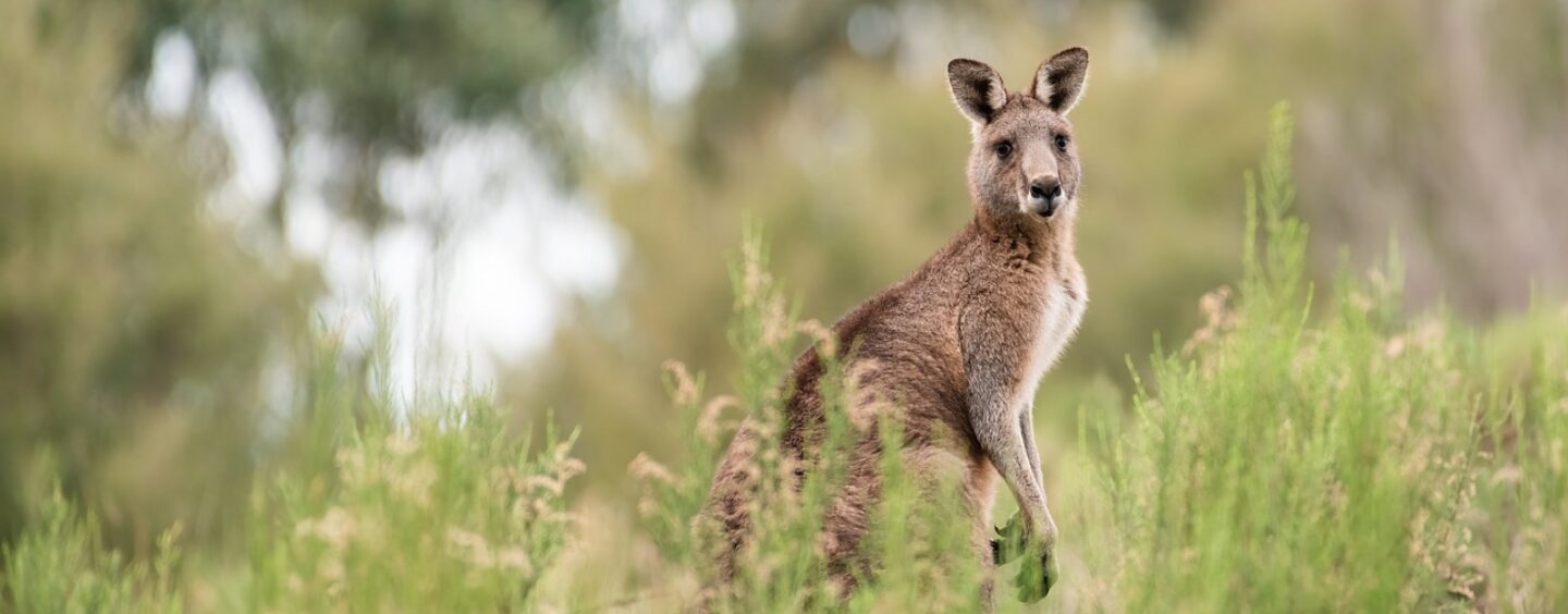 In Australia a studiare, lavorare o fare volontariato