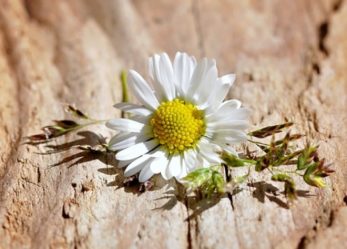 Fotografa il legno per #rilegnophotocontest