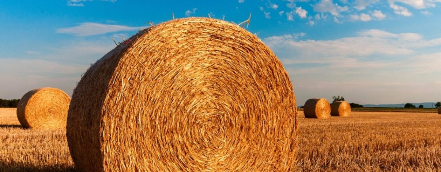 La tua tesi in agraria viene premiata da AgroInnovation Award