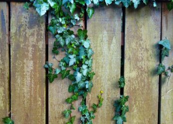 Corso gratuito per operatore del verde