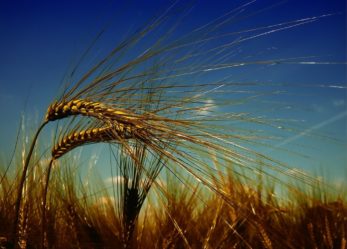 Giovani e agricoltura binomio possibile