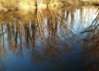 #scattailboscoPEFC e salva le foreste