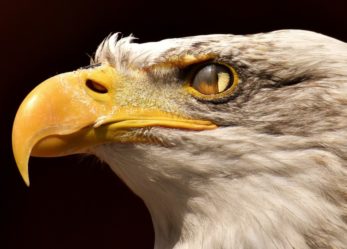 Antares vision cerca personale