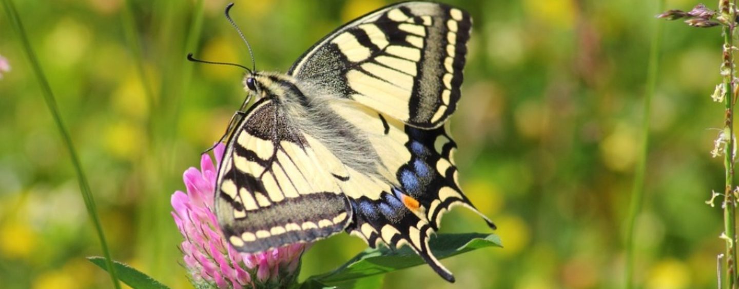Solo insieme, concorso fotografico