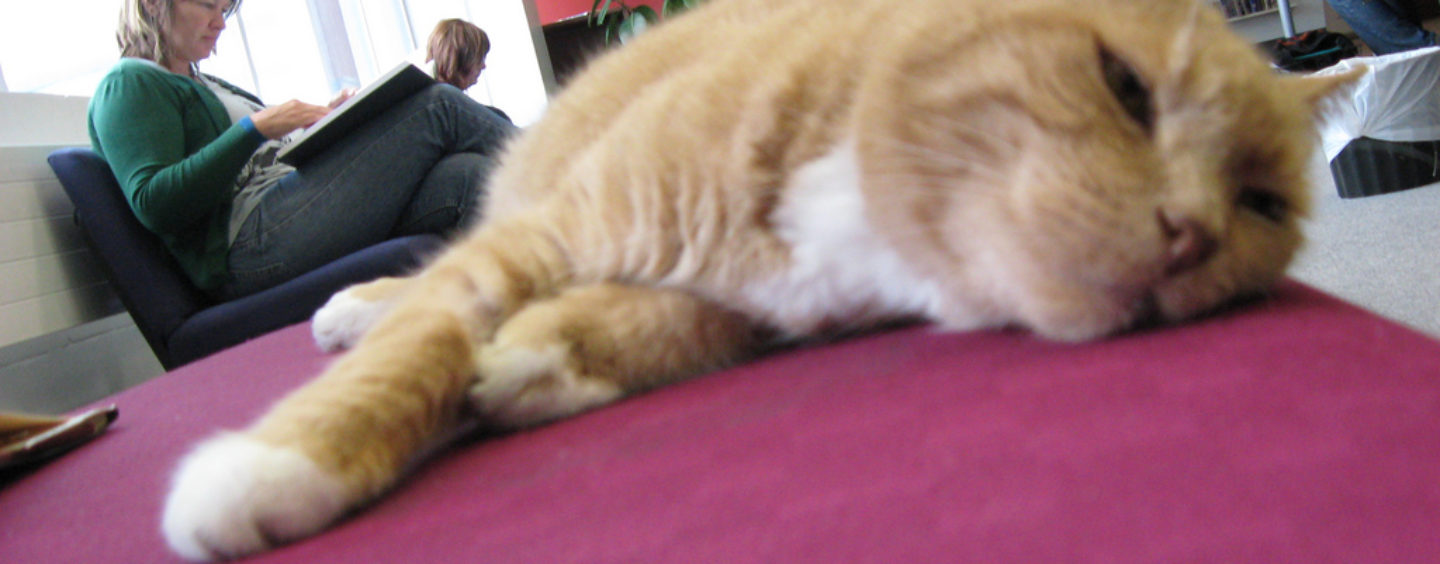 La borsa delle borse (di studio e di ricerca)