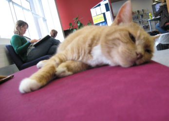 La borsa delle borse (di studio e di ricerca)