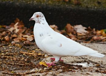 TuttoMondo, un concorso artistico sulla pace oltre la guerra