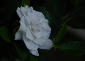 Corso gratuito per addetto alle composizioni floreali