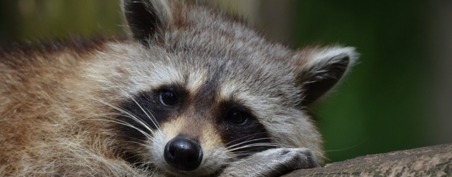 Click, alieni in città. Concorso fotografico