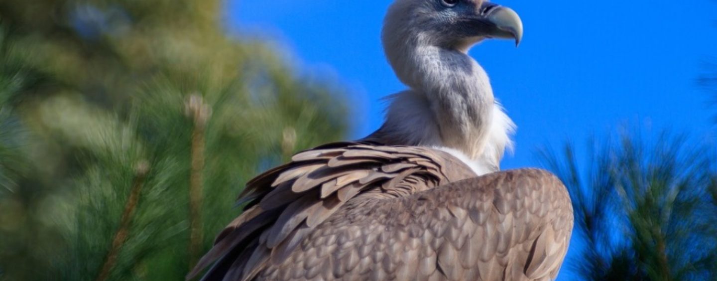Viaggio in Sardegna? Approfittane per grifonare!