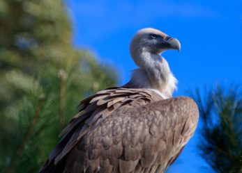 Viaggio in Sardegna? Approfittane per grifonare!