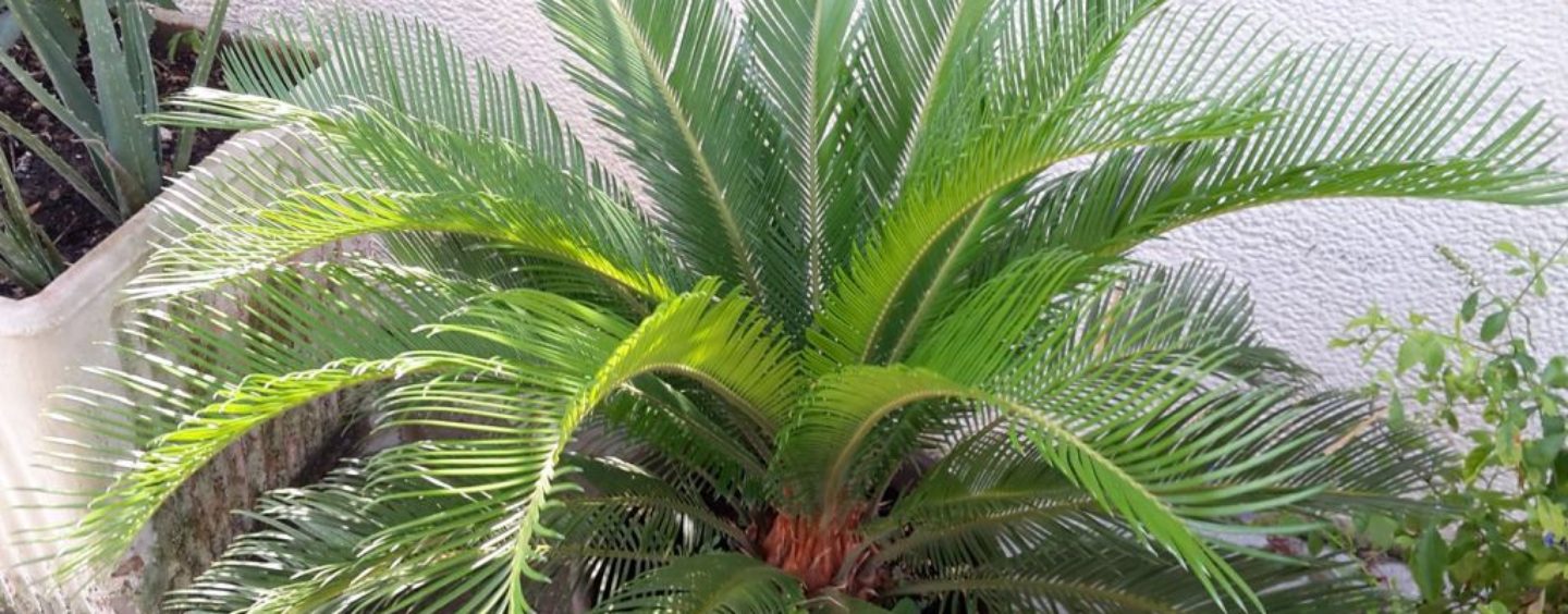 A Pian Camuno corso gratuito di Manutenzione verde