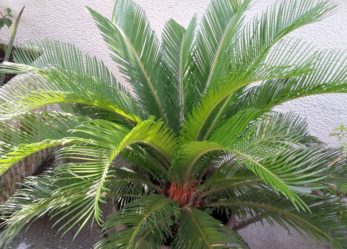 A Pian Camuno corso gratuito di Manutenzione verde