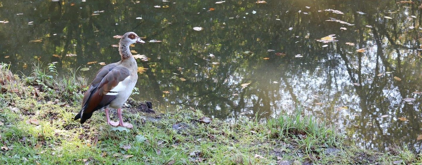 Concorso Urban nature WWF per le scuole: aumentare la biodiversità urbana