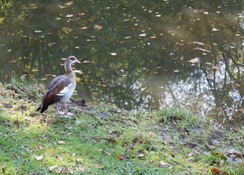 Concorso Urban nature WWF per le scuole: aumentare la biodiversità urbana