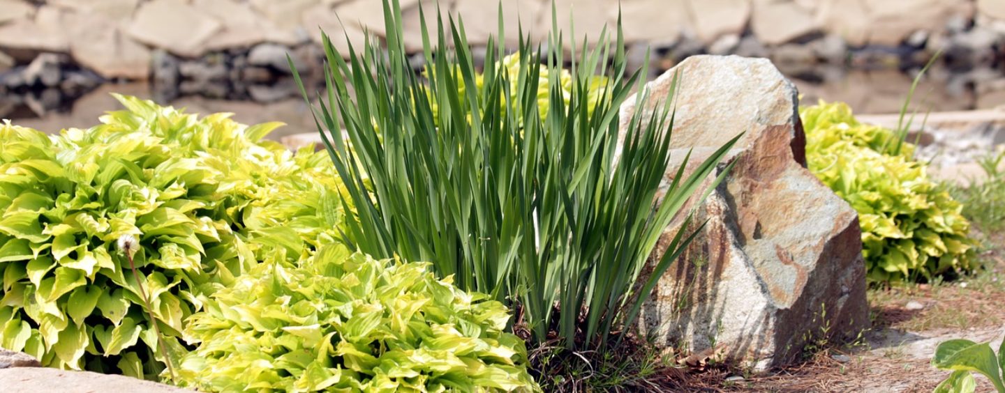 Radici, open call per artisti del paesaggio