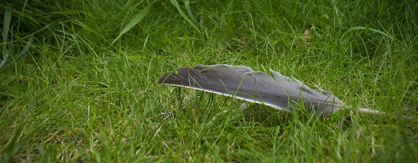 “Giornalisti nell’erba” per l’educazione allo sviluppo sostenibile