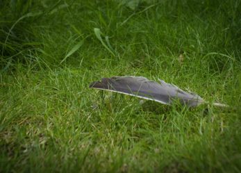 “Giornalisti nell’erba” per l’educazione allo sviluppo sostenibile