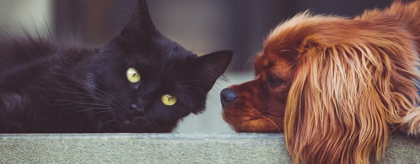 Maxi Zoo cerca personale