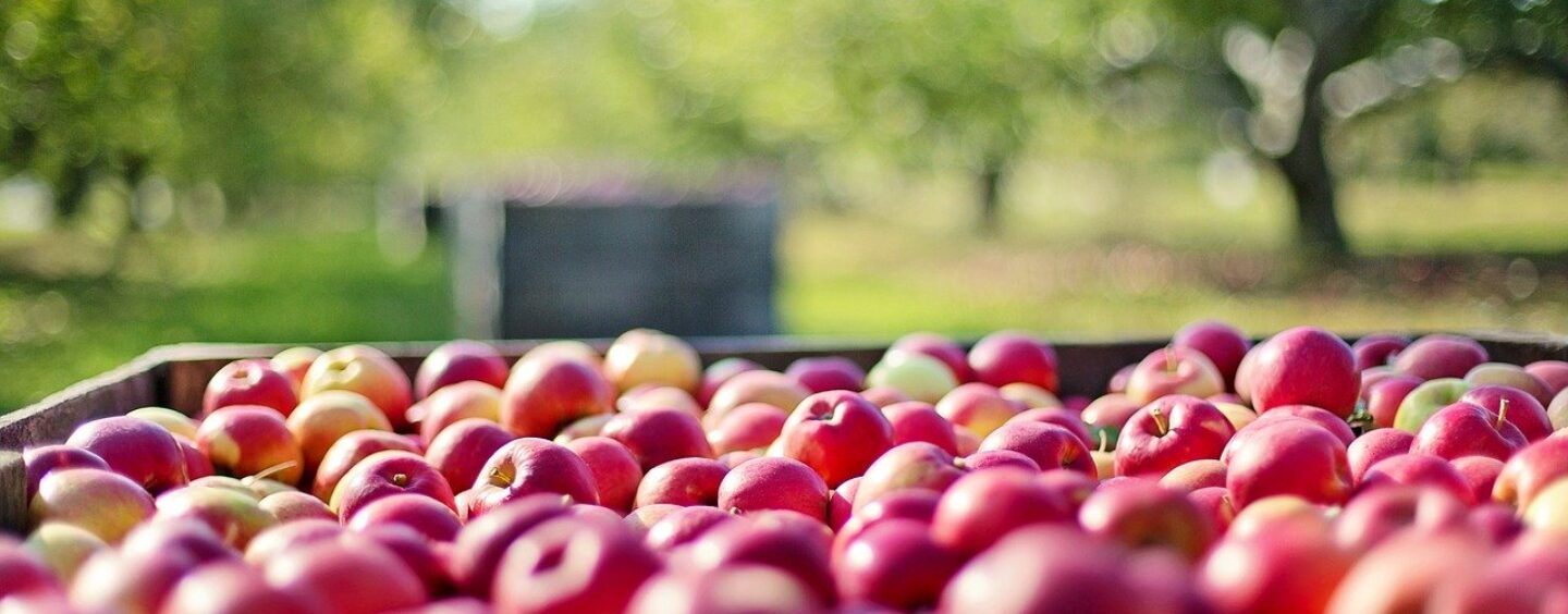 Lavoro stagionale nell’agricoltura: come trovarlo