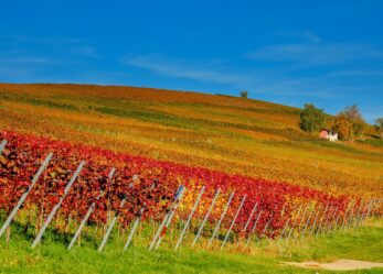 IFTS di tecnico del Turismo culturale, agroalimentare ed esperienziale
