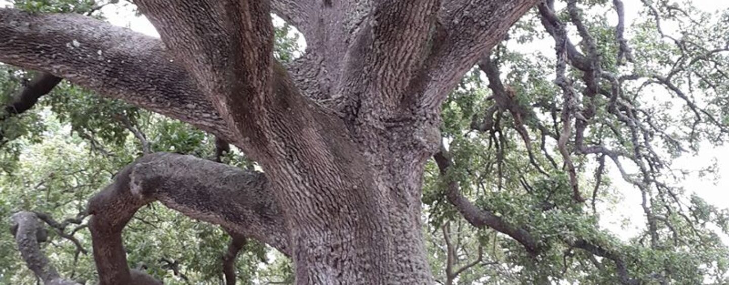 Rimettiamoci in cammino e fotografiamo gli alberi monumentali