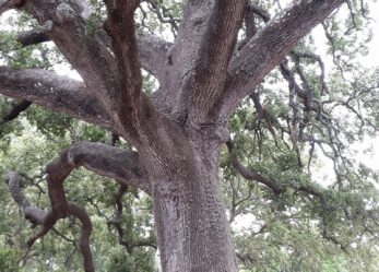 Rimettiamoci in cammino e fotografiamo gli alberi monumentali