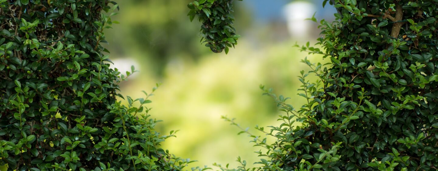 Volontari per il verde