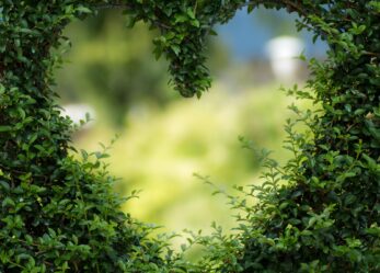 Volontari per il verde