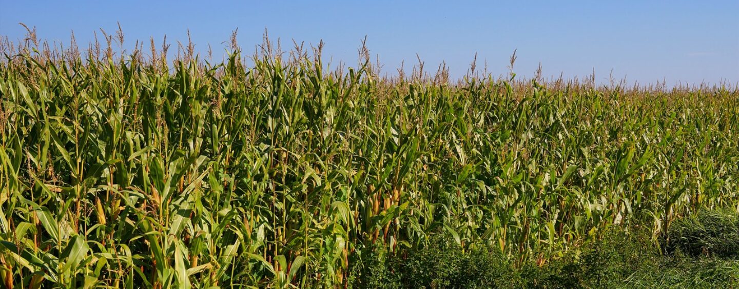 Opportunità di lavoro qualificato in ambito cogenerazione e fonti rinnovabili