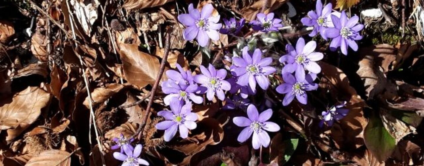 Uno scatto per la natura, concorso fotografico