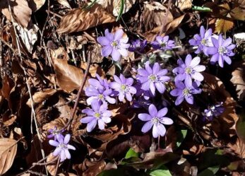 Uno scatto per la natura, concorso fotografico