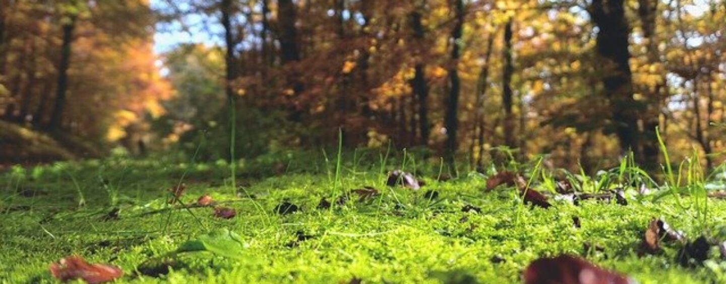 La tua impresa è sostenibile? Partecipa al Premio Impresa Ambiente