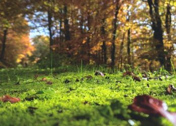 La tua impresa è sostenibile? Partecipa al Premio Impresa Ambiente