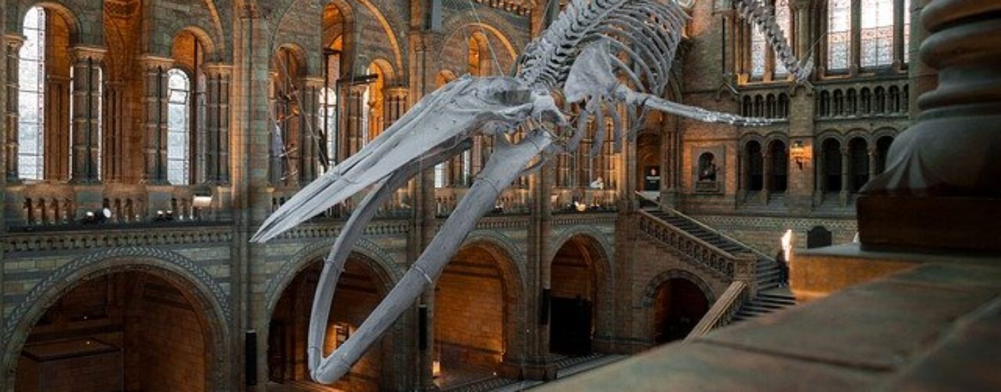 Corso gratuito di Inglese base in fad